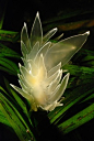 Frosted nudibranch (Dirona albolineata) in the eelgrass