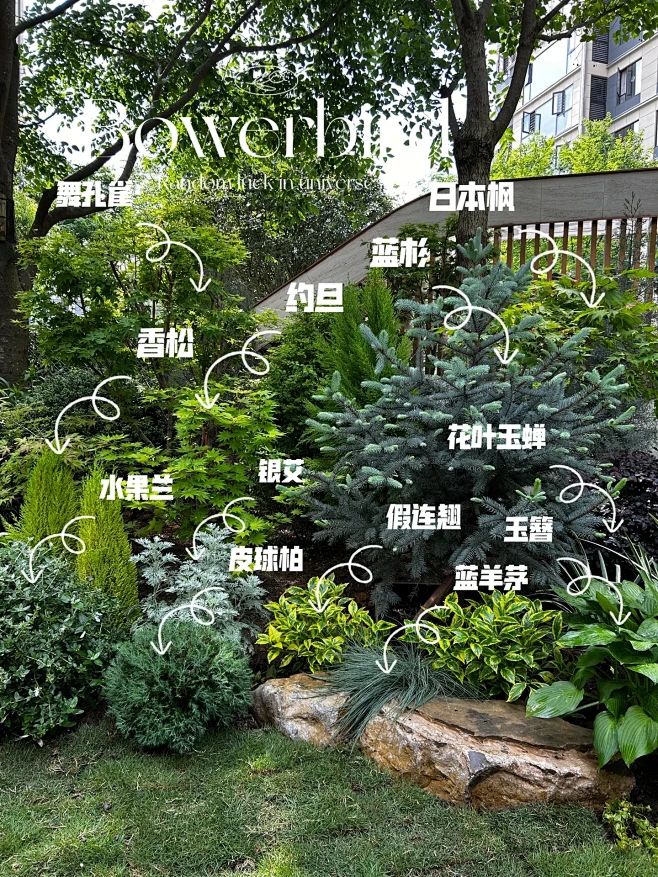 低维护花园植物配置-花瓣网