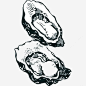 矢量手绘素描鲍鱼素材免抠png素材_新图网ixintu.com