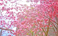 唯美花海春天的美景风景图电脑高清壁纸