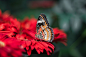 A macro shot of a colorful butterfly on a red flower