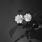 A black-and-white shot of two white flowers at the top of a stem
