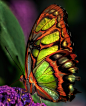 Malachite butterfly | Flutterbys