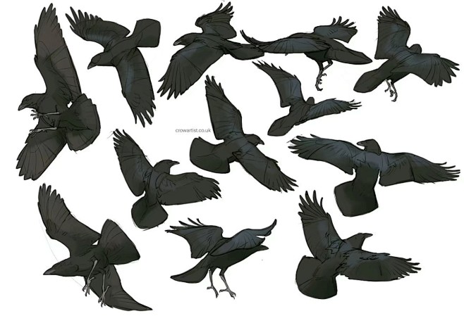 鸟类的画法参考，附种类和教程！ twi：crow_artist -花瓣网