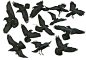 鸟类的画法参考，附种类和教程！
twi：crow_artist ​