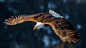 Flight, predator, bird, bald eagle wallpaper