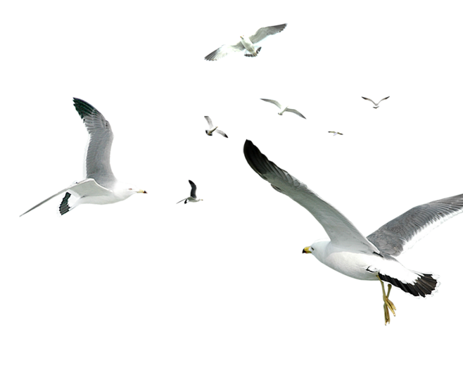 海鸥 一群鸟 飞翔的海鸟 png