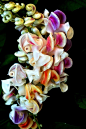 Reynolda Gardens - One of the most beautiful flowers
