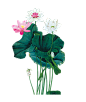 唯美古风水彩手绘荷花荷叶古典水墨莲花插画PNG免扣透明设计素材
