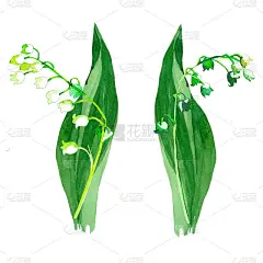 百合的山谷花枝与叶水彩孤立在白色的背景植物插图为所有的版画。