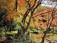 秋天的森林。日本