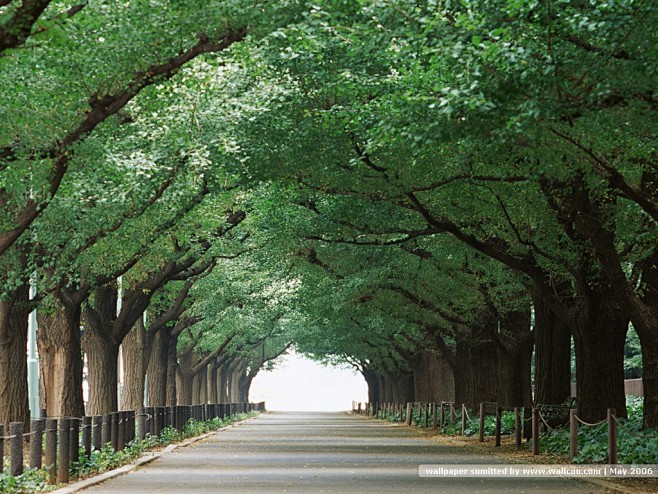 road tree - Google 搜...