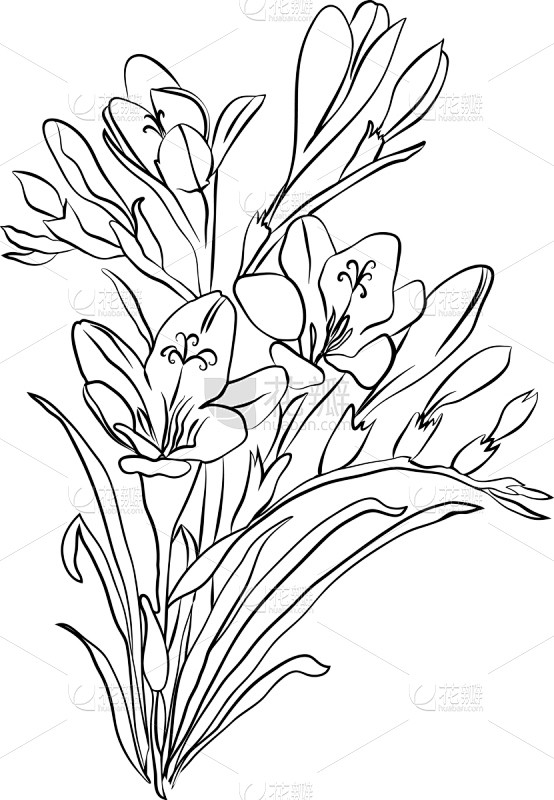 分离着色,白色,小苍兰,草图,黑色,插画...