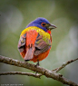 Birds-Our feathered friends / Painted Bunting, Edisto Beach State Park, SC