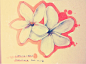 Plumeria rubra acutifolia 缅栀花 花语：孕育希望。