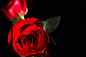 红玫瑰2