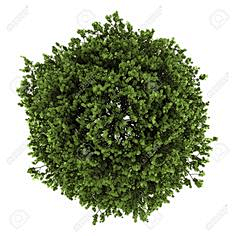 1iZgOU6v采集到植物图例