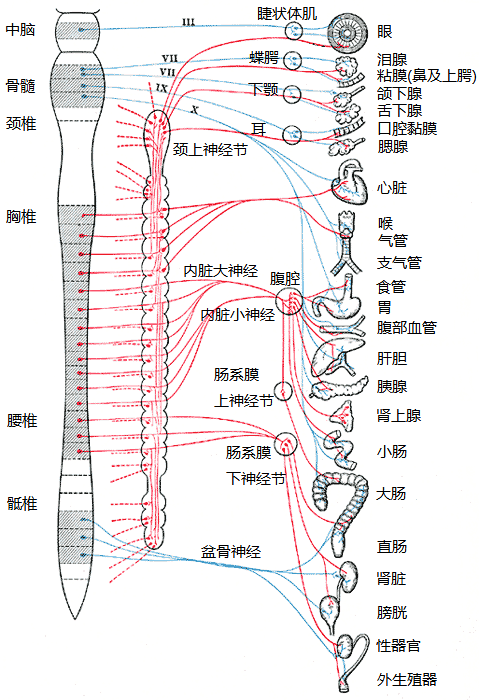 交感神经系统
