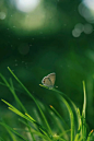 摄影｜初夏，唤醒自然活力的绿色序曲 - 小红书