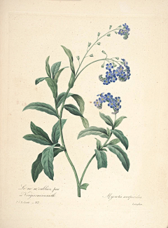 yesigrid采集到Choix des plus belles fleurs