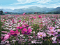 Image may contain: flower, sky and outdoor