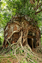 tree-koh ker-cambodia