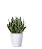 植物素材png