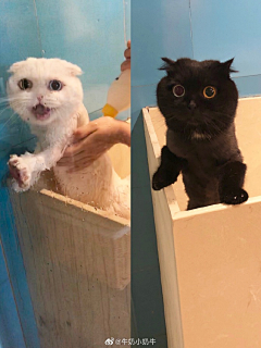 玖笙φ(>ω<*)采集到动物