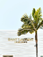 green palm tree