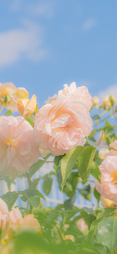 木mu~采集到花