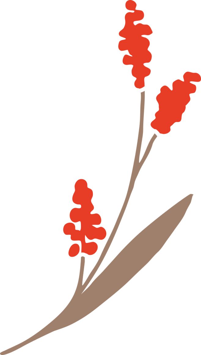 线性花草手绘插画 (4)