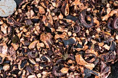 煮熟后加入切碎的章鱼片调味，放入大锅中煮