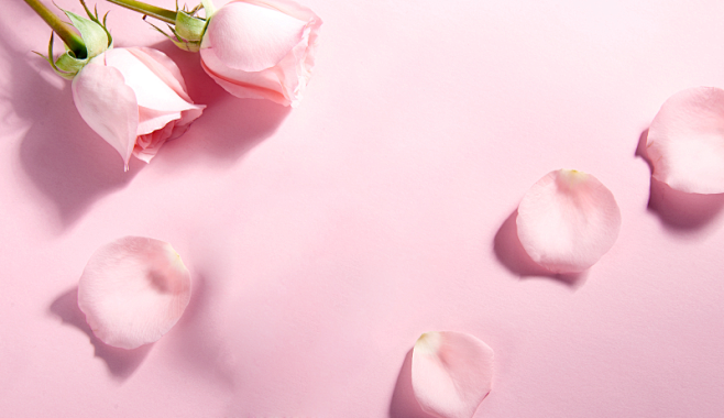 粉色玫瑰花背景图片素材|粉色玫瑰花,粉玫...