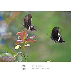 木子水兰1采集到动物世界