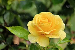 春天,花朵,德国,接力赛,白羊座,色彩鲜艳,清新,背景分离,壁纸,自然美