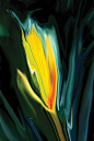 Saatchi Online Artist: Rabi Khan; Painting, 2012, Digital "Flower Unkown 5": 