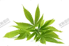 小清新植物 【酷图网】手绘树叶,树叶,绿叶,叶子,金线,清新,树叶边框,叶子边框,树叶花环,叶子花环,树枝,叶子水彩画,树叶水彩画,绿叶水彩画,绿叶印花,绿叶图案,叶子背景,树叶背景,水彩画,印染,插画,印花,印刷图案,服装服饰印花,T恤印花,包包,被单,杯子,笔记本,手机壳,手提袋