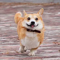 行走的表情包之小柯基

ins:genthecorgi ​​​​