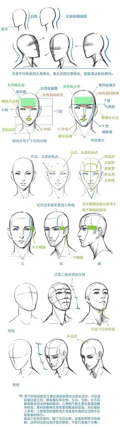 头部骨骼男女画法区分