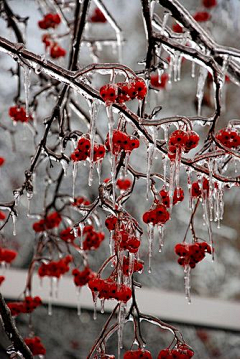 凉木采集到冬日恋雪