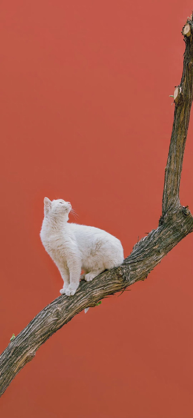 故宫里的猫