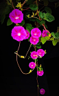 牵牛花