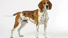 小狗可爱乖巧动物活泼温顺狗狗犬科高清