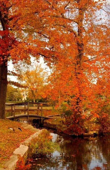 新泽西的秋天,一片纯净的角落~