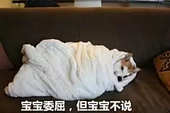 汪星人的表情包，想要获得更多的表情包关注我， 每天会不定时更新哦