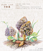 #鸟酱的画#既是彩铅书，又是植物图鉴，蘑菇什么的最美貌啦！