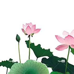 荷花荷叶荷塘插画手绘唯美