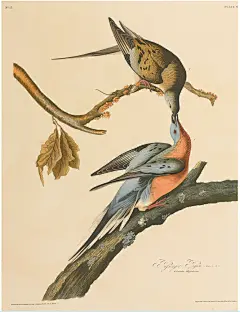 约翰·詹姆斯·奥杜邦②美国画家John &lt;wbr&gt;James &lt;wbr&gt;Audubon &lt;wbr&gt;(American, &lt;wbr&gt;1785–