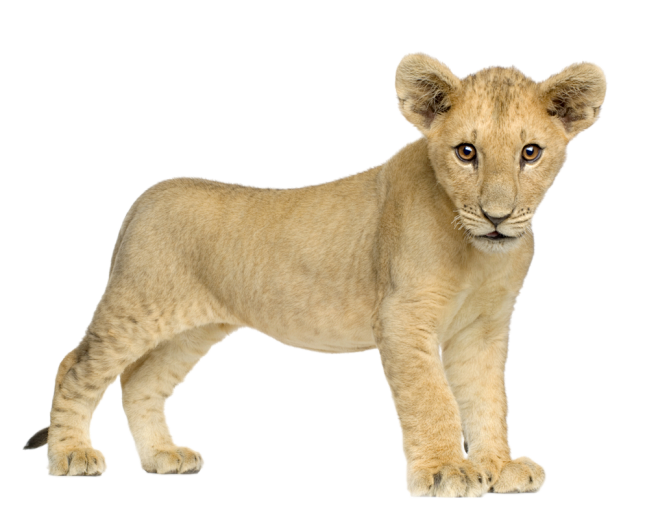 lion_PNG557