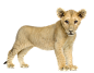 lion_PNG557